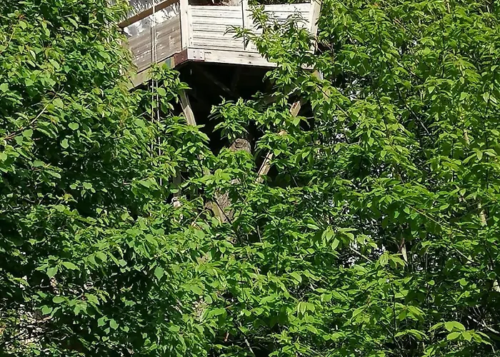 Sherwood Tree
